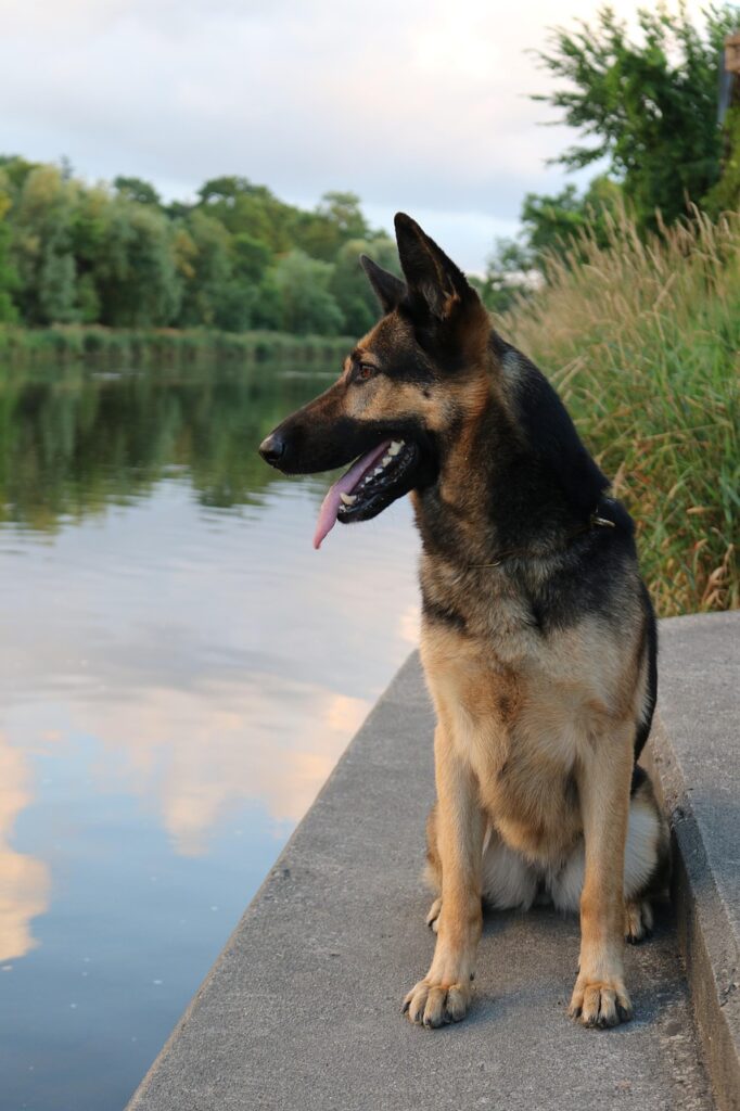 dog, pet, nature, animal, german shepherd, portrait, pedigree